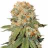 заказ семян конопли Москва Auto Orange feminised