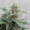Auto Buddha Deimos feminised Buddha Seeds