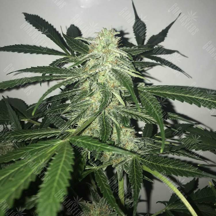 Auto Buddha Deimos feminised Buddha Seeds