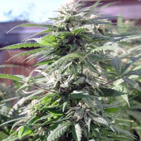 Sensi Skunk regular Ganja Seeds