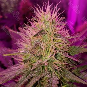 Auto Purple Punch feminised Barneys Farm