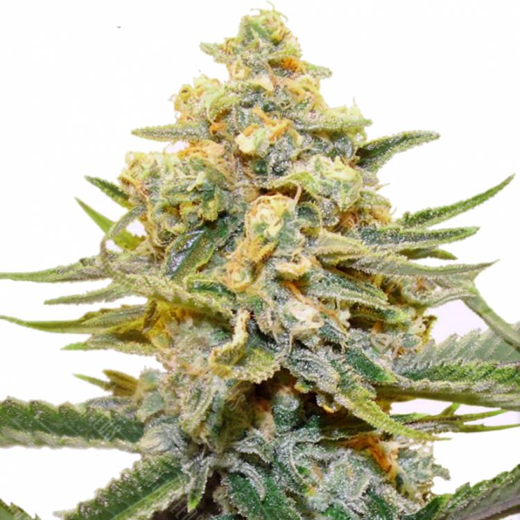 семена конопли аутдор Snegurochka feminised Dutch Passion Seeds