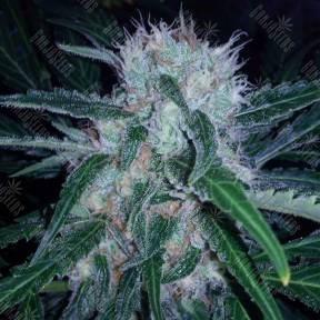 Domina Haze feminised Kannabia Seeds