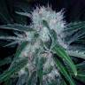 заказ семян конопли Domina Haze feminised Kannabia Seeds