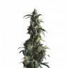 семена конопли наложенным платежом Domina Haze feminised Kannabia Seeds