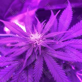 White Rhino feminised Nirvana Seeds