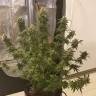семена конопли с доставкой White Rhino feminised Nirvana Seeds