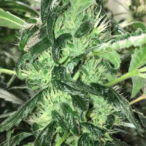 The Palmar feminised Trikoma Seeds