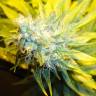 семена конопли курьером Auto Pineapple feminised