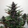 семена конопли автоцвет Auto Zaisan feminised Bang Seeds