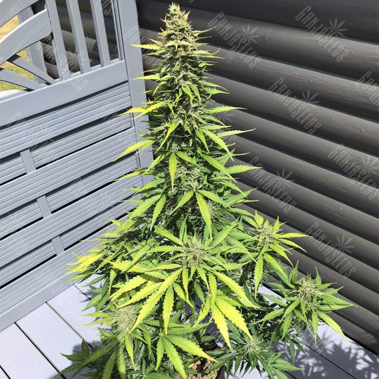 где можно заказать семена конопли Auto Sin Tra Bajo feminised Barneys Farm