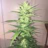 семена конопли автоцвет Auto Sin Tra Bajo feminised Barneys Farm