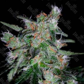 Auto 60 Day Lemon feminised DNA Genetics