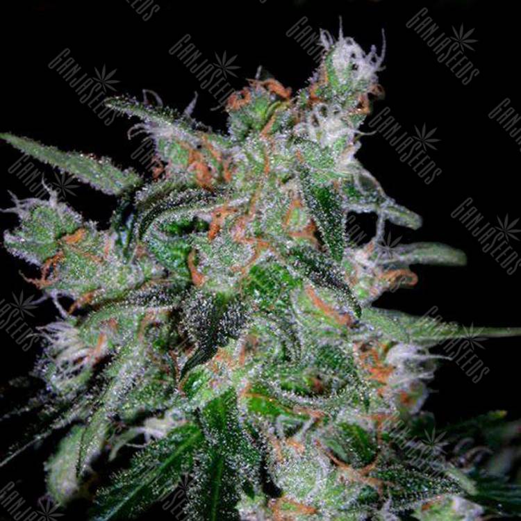 семена сортовой конопли Auto 60 Day Lemon feminised DNA Genetics