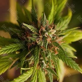 Trance feminised Dutch Passion Seeds