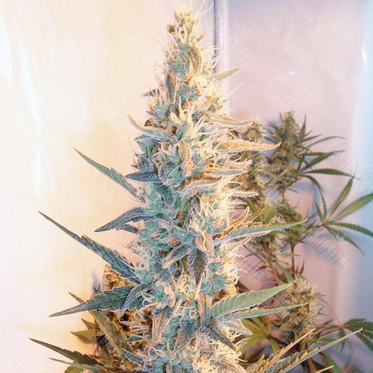семена конопли наложенным платежом Outdoor Grapefruit feminised Female Seeds