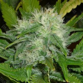 Dr. Jekill feminised Kannabia Seeds