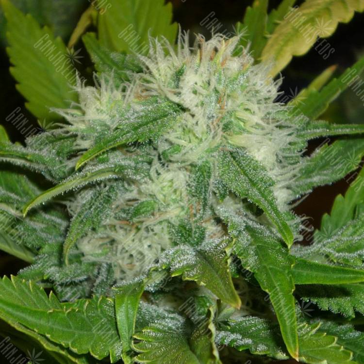 семена конопли почтой Dr. Jekill feminised Kannabia Seeds