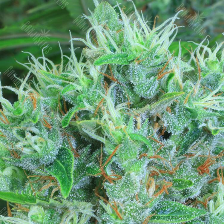 семена конопли в фирменной упаковке Kali Mist regular Serious Seeds