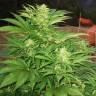семена конопли в интернете Narkush feminised