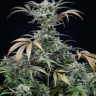Tutankhamon feminised Ganja Seeds