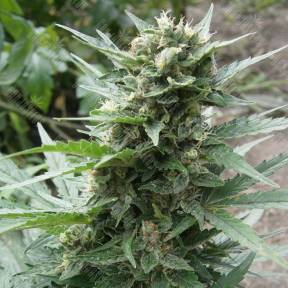 Auto Acid regular Ganja Seeds
