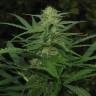 семена конопли курьером Afghan Haze feminised