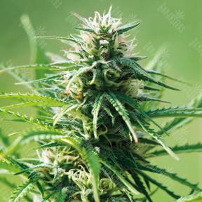 Alatau feminised Bang Seeds