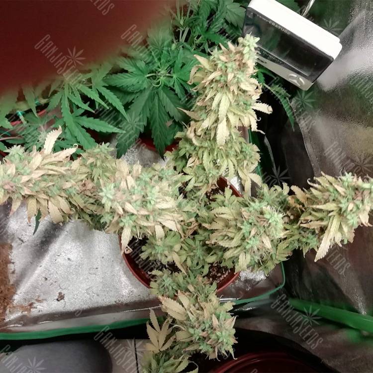 заказ семян конопли Москва Auto Sweet Tooth feminised Barneys Farm