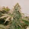 семена конопли феминизированные HiFi 4G feminised Dutch Passion Seeds
