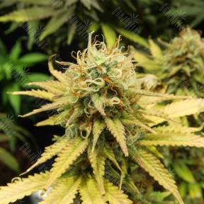 Wonder Woman feminised Nirvana Seeds