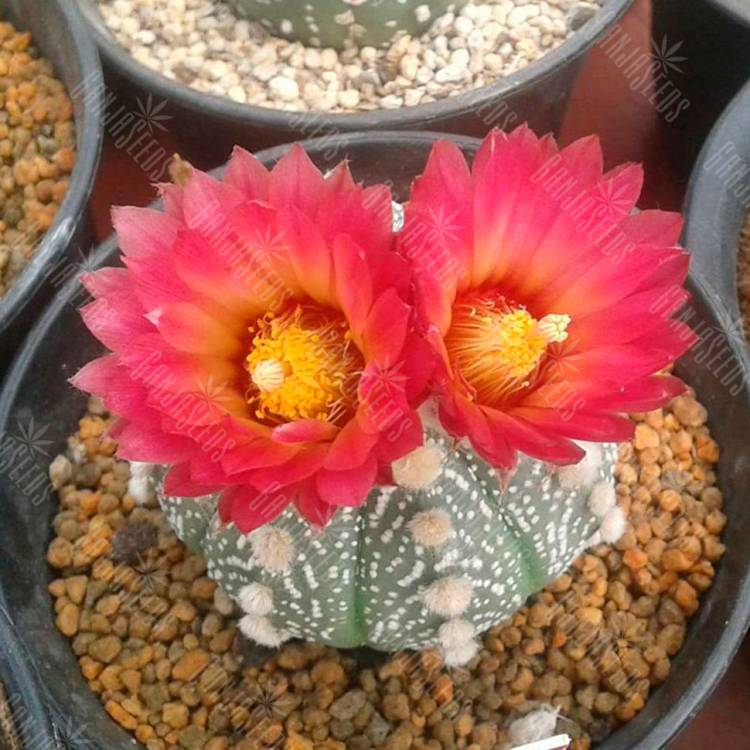 Семена кактуса Astrophytum asterias var. Rote Bluete