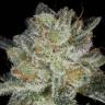 семена конопли в фирменной упаковке Auto Snow Ryder regular