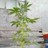 семена сортовой конопли Auto AK 49 feminised Ganja Seeds