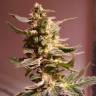 семена конопли курьером Auto AK 49 feminised Ganja Seeds