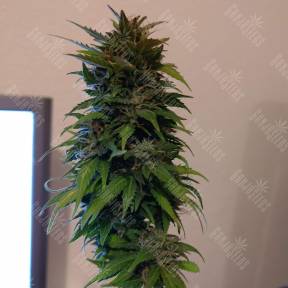 Auto AK 49 feminised Ganja Seeds