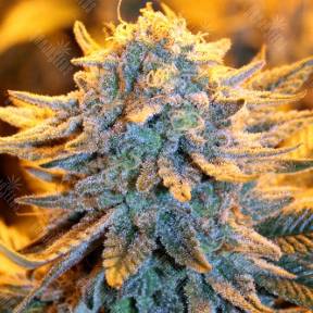 Blue feminised Ganja Seeds