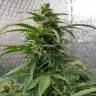 семена конопли курьером Sensi Skunk x Lowryder2 (Senlow2) regular Ganja Seeds