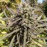 семена конопли курьером Purple Maroc feminised Female Seeds