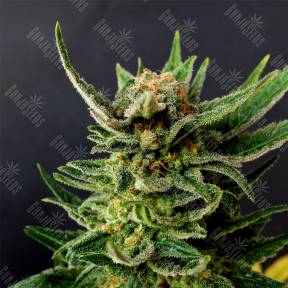 Gypsy Kush feminised Kannabia Seeds