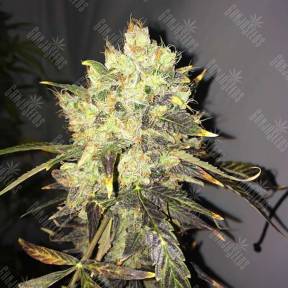 Supreme CBD Durban feminised Nirvana Seeds