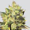 хорошие семена конопли Supreme CBD Durban feminised Nirvana Seeds