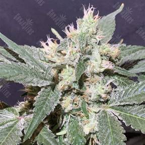 The OG #18 feminised Reserva Privada