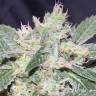 заказать качественные семена конопли The OG #18 feminised Reserva Privada