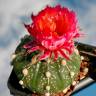 Купить семена кактуса Astrophytum asterias red flowers