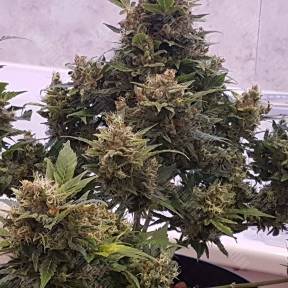 Auto Big Devil feminised GanjaLiveSeeds