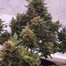 семена конопли элитных сортов Auto Big Devil feminised GanjaLiveSeeds