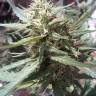 семена индийской конопли Passion №1 feminised