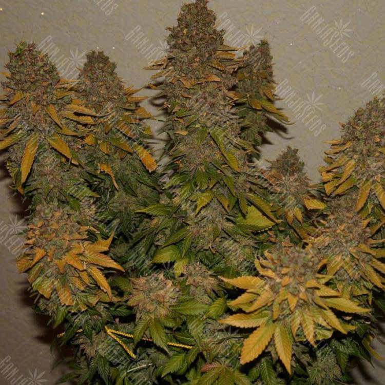 заказать семена конопли G13 Skunk feminised