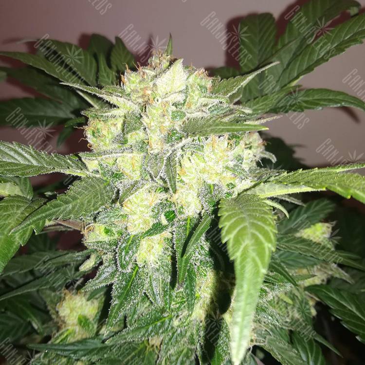 семена индийской конопли Auto Blue Diesel regular